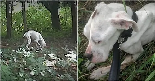 Мужчина закричал, зовя жену, когда увидел «мешок с костями», прогуливающийся по его двору