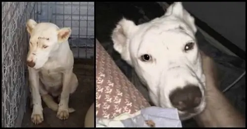 Обиженная собака разбудила своего спасителя посреди ночи, чтобы сказать спасибо