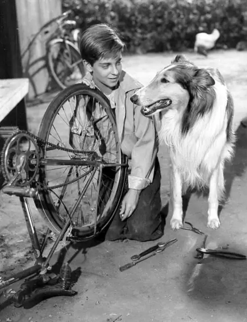 ImageLassie and Tommy Rettig 1956 от Batten, Barton, Durstine & Osborn для спонсора шоу, Campbell's Soup. В 1950-х и 1960-х годах рекламные материалы нередко распространялись либо рекламным агентством, либо агентством по связям с общественностью. - eBay itemphoto переднее фото сзади. Под лицензией Public Domain через Commons