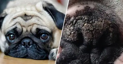 6 натуральных ингредиентов, которые успокаивают сухость вашего мопса & Потрескавшийся нос