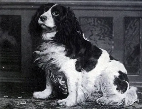 ImageDash-II-Норфолк-спаниель Джеймса Уотсона (книга) - https://www.archive.org/stream/dogbookpopularhi01watsrichpage/n7/mode/2up. Под лицензией Public Domain через Wikimedia Commons ImageDash-II-Норфолк-спаниель Джеймса Уотсона (книга) - https://www.archive.org/stream/dogbookpopularhi01watsrichpage/n7/mode/2up. Под лицензией Public Domain через Wikimedia Commons