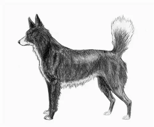 ImageTahltan Bear Dog sketch2 by Pharaoh Hound - Собственная работа. Лицензия CC BY 2.5 через Wikimedia Commons ImageTahltan Bear Dog sketch2 by Pharaoh Hound - Собственная работа. Лицензия CC BY 2.5 через Wikimedia Commons