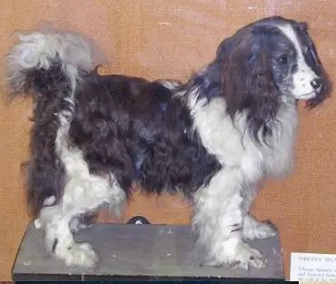 ImageToytrawlerspaniel by Sarah Hartwell - Я (Sarah Hartwell/Messybeast.com) полностью создала эту работу сама.. Via Wikipedia ImageToytrawlerspaniel by Sarah Hartwell - Я (Sarah Hartwell/Messybeast.com) полностью создала эту работу сама.. Via Wikipedia