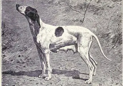 ImageDupuy Пойнтер 1915 года, автор не указан (кроме тех, у кого есть подпись на изображении) - У. Э. Мейсон - Собаки всех наций. Под лицензией Public Domain через Wikimedia Commons ImageDupuy Пойнтер 1915 года, автор не указан (кроме тех, у кого есть подпись на изображении) - У. Э. Мейсон - Собаки всех наций. Под лицензией Public Domain через Wikimedia Commons