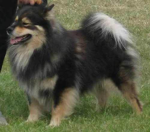 ImageFinnish Lapphund Glenchess Revontuli by Apdevries [2] - english wikipedia [1]. Лицензия CC BY-SA 2.5 через Wikimedia Commons