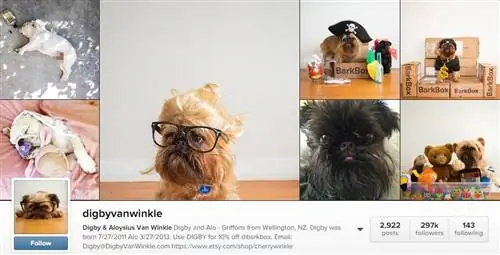 15 собак, на которых нужно подписаться в Instagram