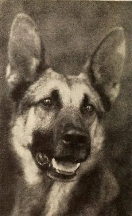 ImageStrongheart - декабрь 1921 г. Фотоспектакль неизвестного фотографа - Фотоспектакль (июль - декабрь 1921 г.) (1921 г.) в Интернет-архиве. Под лицензией Public Domain через Wikimedia Commons ImageStrongheart - декабрь 1921 г. Фотоспектакль неизвестного фотографа - Фотоспектакль (июль - декабрь 1921 г.) (1921 г.) в Интернет-архиве. Под лицензией Public Domain через Wikimedia Commons