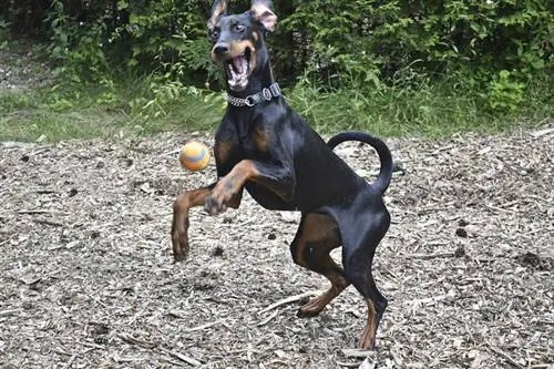 18 собак, БЕЗУМНЫХ о Fetch
