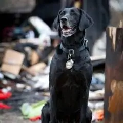 Встречайте финалистов премии American Hero Dog Award & Проголосуйте