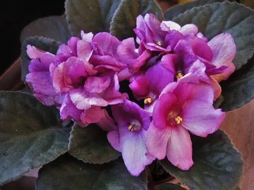 Image Image