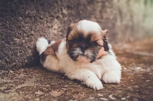 Beyond The Puppy Cut: Прически ши-тцу