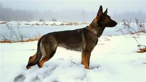 Image Image