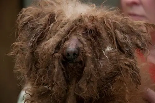 Puppy Mill Dog и выздоравливающий наркоман теперь получают второй шанс вместе