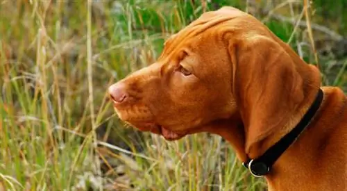 Улучшите кожу Vizsla & с помощью этого простого лайфхака