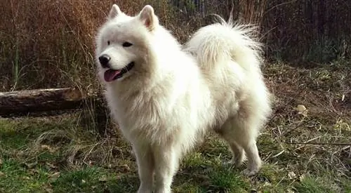 Улучшите кожу самоеда & пальто с помощью этого простого лайфхака