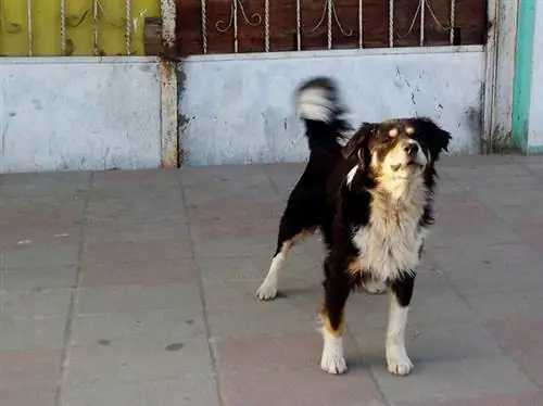 Изображение Изображение