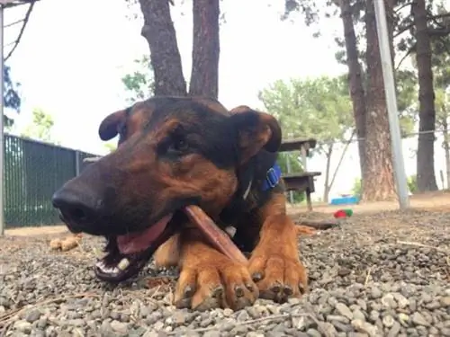 Две вещи, которые всегда нужно помнить при покупке Bully Sticks