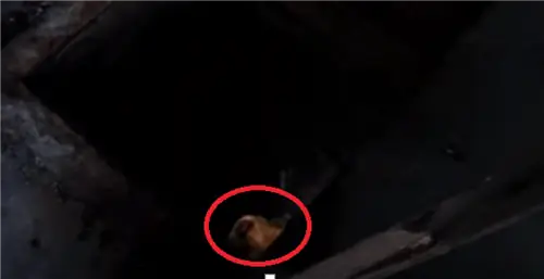 Они услышали плач в полуразрушенном старом здании и бросились на помощь. То, что они нашли, разбило их сердца