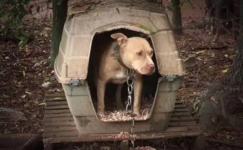 ASPCA распускает ринг собачьих боев, спасая 25 собак в Северной Каролине