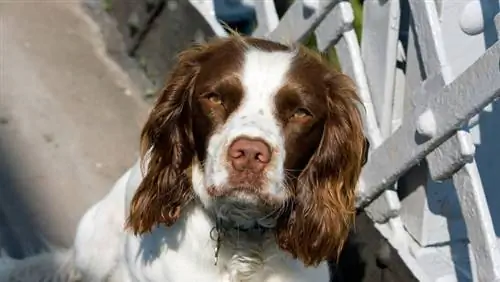 Этой болезнью страдают 80% английских спрингер-спаниелей. Ваш щенок тихо страдает?