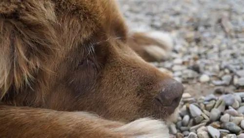 Это заболевание поражает 80% жителей Ньюфаундленда. Ваш щенок тихо страдает?