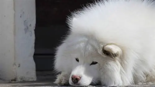 Этой болезнью страдают 80% самоедов. Ваш щенок тихо страдает?