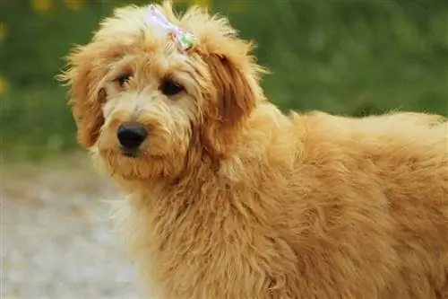 5 секретов, как отучить Goldendoodle тянуть поводок