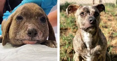 Дважды на грани смерти, Super Nova выжила, чтобы стать настоящей звездой