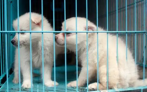 Почему до сих пор существуют Puppy Mills?