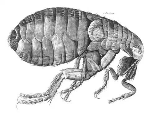 ImageHookeFlea01 Роберта Гука - https://www.nmm.ac.uk/uploads//jpg/flea. Под лицензией Public Domain через Wikimedia Commons
