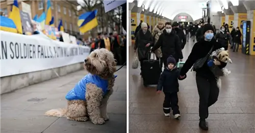 Люди, бегущие из Украины, цепляются за своих любимых питомцев на фоне войны