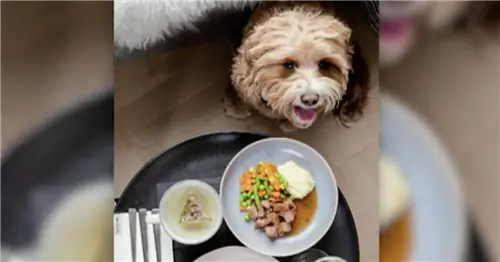 Hilton благодарит Supportive Dogs за предоставление роскошного меню для собак