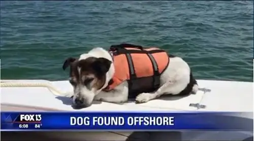 Эта собака выпала за борт и была спасена проплывающими мимо лодочниками через 3 часа