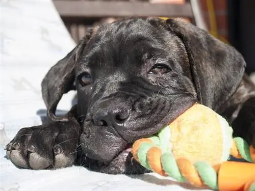 11 лучших жевательных конфет Cane Corso для зубов