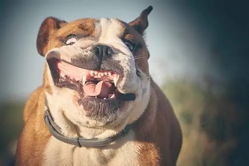 11 лучших жевательных резинок Bulldog Dental Chews