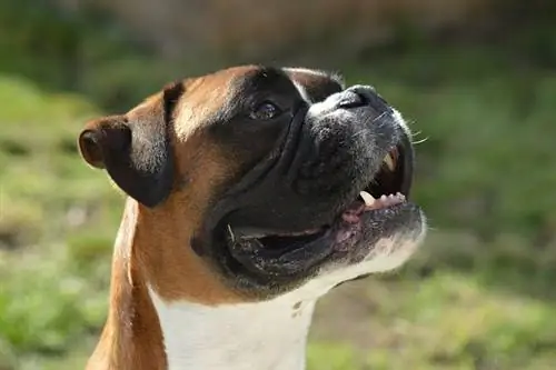 11 лучших жевательных таблеток Boxer Dental