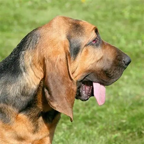 11 лучших жевательных таблеток Bloodhound Dental