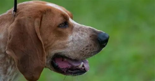 11 лучших жевательных конфет American English Coonhound Dental Chews