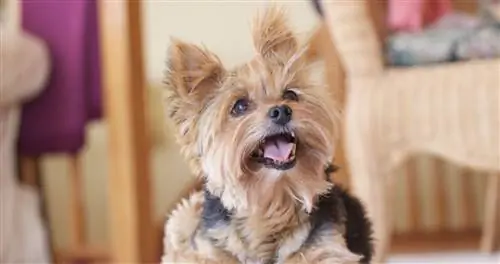 11 лучших жевательных конфет Yorkie Dental