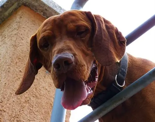 11 лучших жевательных таблеток Vizsla Dental