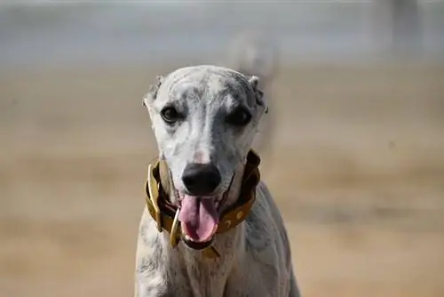 11 лучших жевательных таблеток Whippet Dental