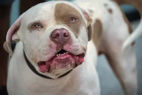 11 лучших жевательных таблеток Pit Bull Dental