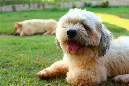 11 лучших жевательных конфет Lhasa Apso Dental