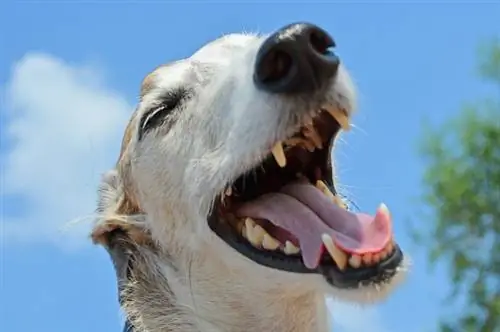11 лучших жевательных таблеток Greyhound Dental Chews