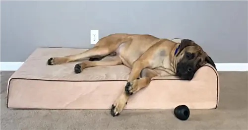 Обзор кровати для собак Bully Beds: поднимите комфорт вашей собаки на новый уровень