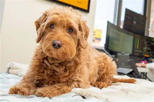 10 лучших камер для собак для Goldendoodles