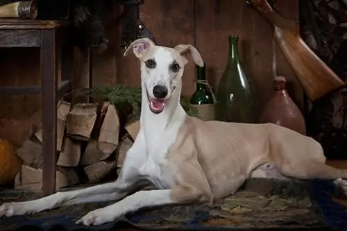 10 лучших камер для собак для уиппетов