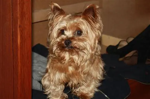 10 лучших камер для собак для йорков