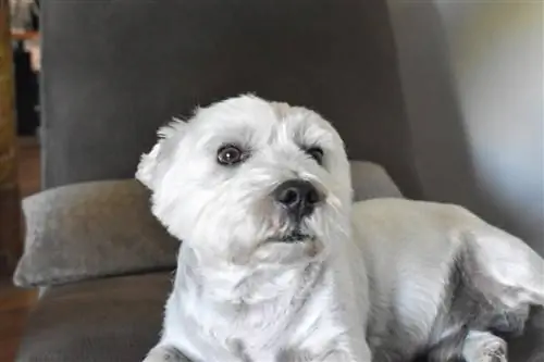 10 лучших камер для собак для Westies