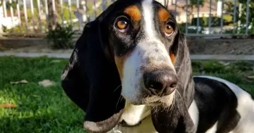 Обзор перезаряжаемого невидимого забора для собак Sportdog